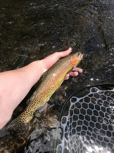 Cutbow Trout (Trout,Salmon, and Char of colorado) · iNaturalist