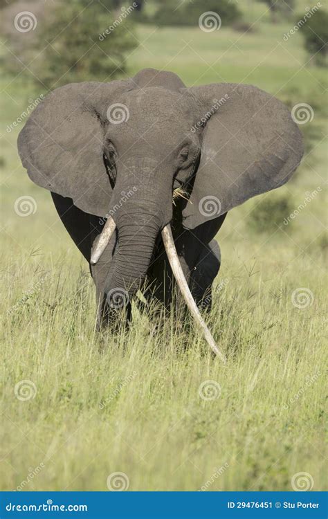 Female African Elephant with Long Tusk (Loxodonta Africana) Stock Image - Image of eating, tusk ...