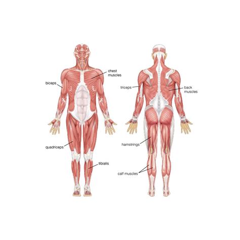 Hamstring | Definition, Function, Muscles, & Injury | Britannica