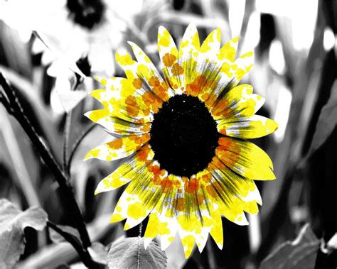 Sunflower Free Stock Photo - Public Domain Pictures