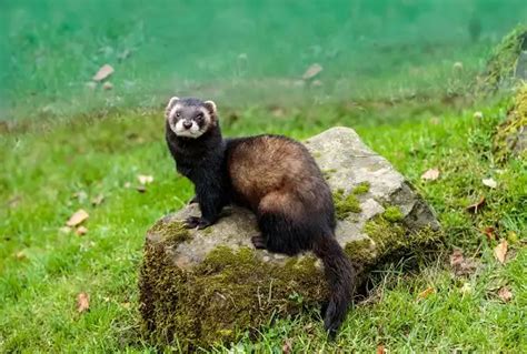 European Polecat - Facts, Size, Diet, Pictures - All Animal Facts