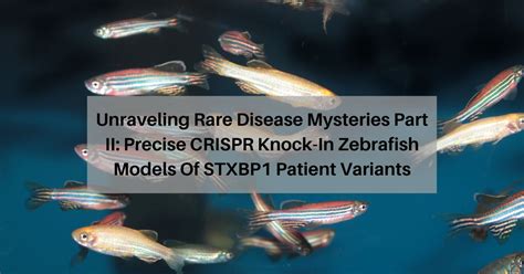 Unraveling Rare Disease Mysteries Part II: Precise CRISPR Knock-in Zebrafish Models of STXBP1 ...