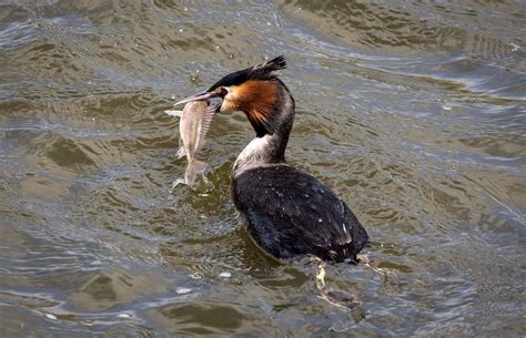 Do we need to do more about fish-eating birds?