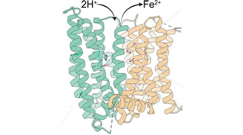 Revealing the unexpected structure of iron-exporter ferroportin