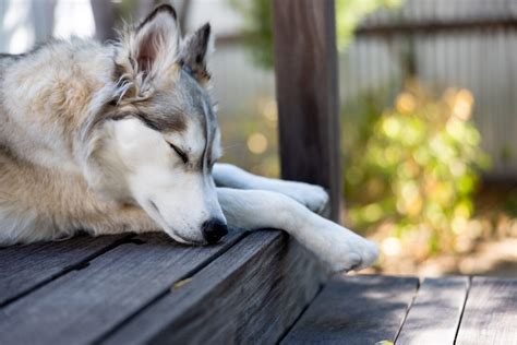 Husky Dog Sleeping Royalty-Free Stock Photo