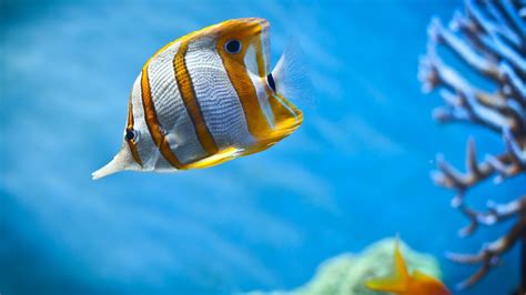 Imagini de fundal : 1920x1080 px, butterflyfish, ocean, mare, tropical ...