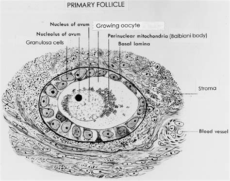 Follicle Growth and Development | GLOWM