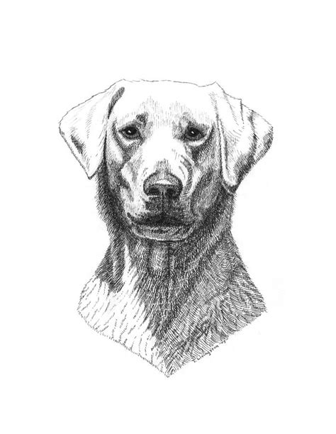 Yellow Lab Drawing by Timothy Livingston - Fine Art America