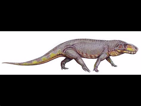 Saurosuchus Vs Postosuchus