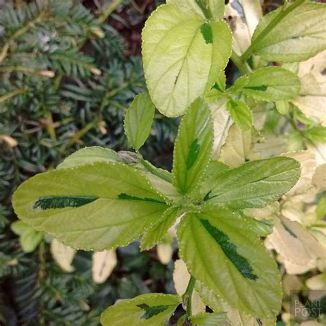 Ceanothus, Evergreen California Lilac Varieties