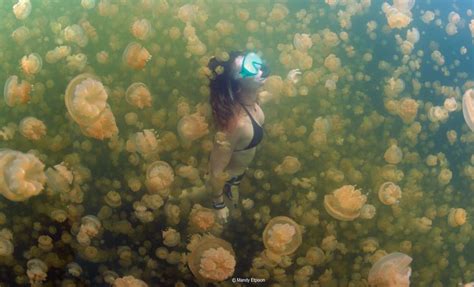 Jellyfish Lake, Palau; Photo: Mandy Etpison | unsorted | Best ...