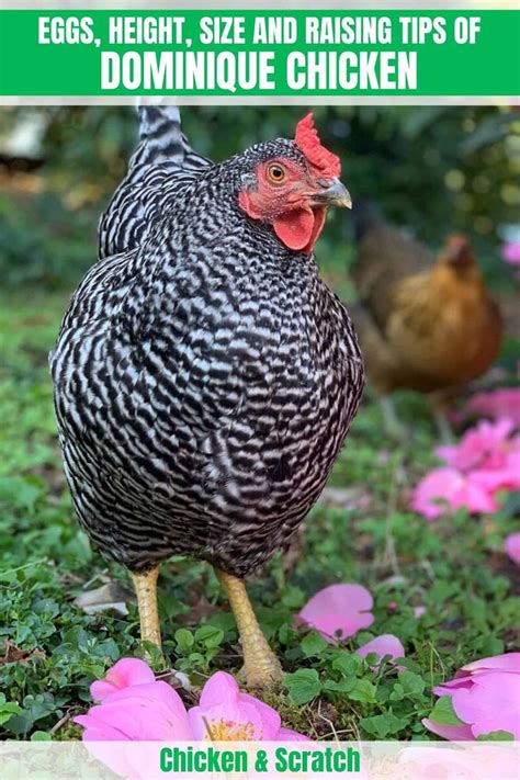 Dominique Chicken: Eggs, Height, Size and Raising Tips in 2023 | Dominique chickens, Chicken ...