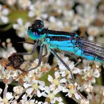 Damselfly Facts & Information (Zygoptera) - Pond Informer