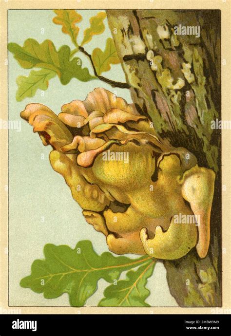 chicken-of-the-woods Laetiporus sulphureus, (identification book, 1916), Schwefelporling Stock ...