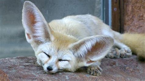 Baby Fennec Foxes