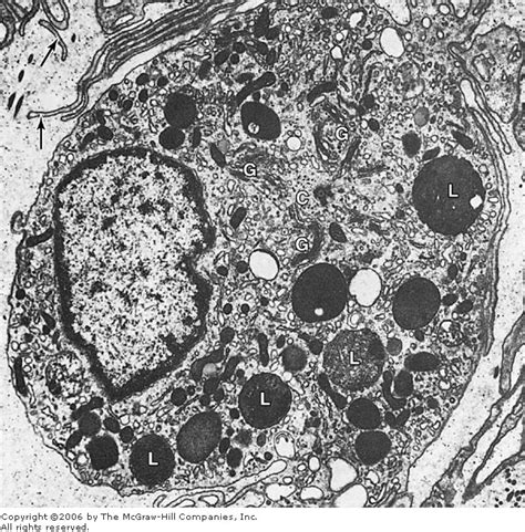 De Histology: Lysosomes