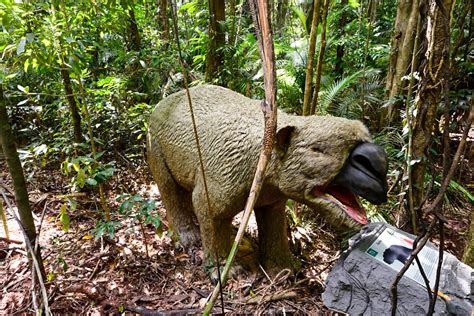 ‘Giant wombat’ fossil discovery in Australia leaves vital clues of life 40,000 years ago | South ...