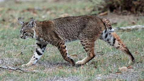 Bobcats and Human Microchips: End Times or Time of New Beginning? . by Alice B. Clagett ...