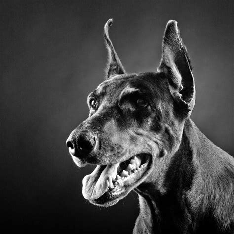 Portrait: Doberman Photography by Oleksii Kekin | Saatchi Art