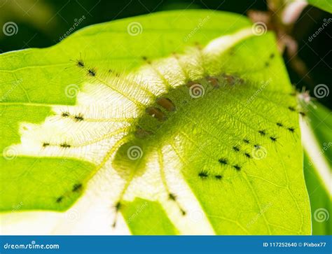 Caterpillar of the Common Gaudy Baron Butterfly Euthalia Luben Stock ...