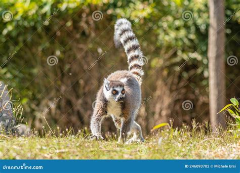 Lemuriformes, Infraorder of Primate that Falls Under the Suborder ...