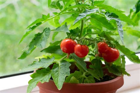 9 Secrets For Growing Tomatoes In Pots - Tomato Bible