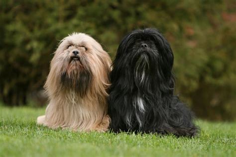 Lhasa apso: Dog breed characteristics & care