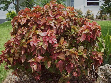 I likE plants!: Acalypha wilkesiana, Acalypha hispida and Hybrids