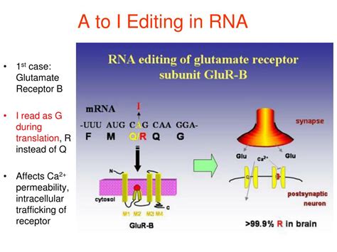 PPT - RNA Editing PowerPoint Presentation, free download - ID:781939