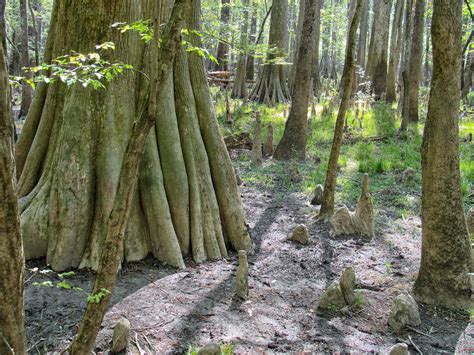 Congaree National Park - National Parks With T