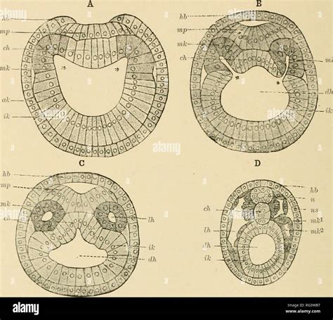 Cephalochordata hi-res stock photography and images - Alamy