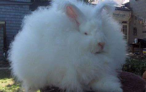 5 Shocking Reasons You Should Skip Angora Wool This Winter - One Green PlanetOne Green Planet