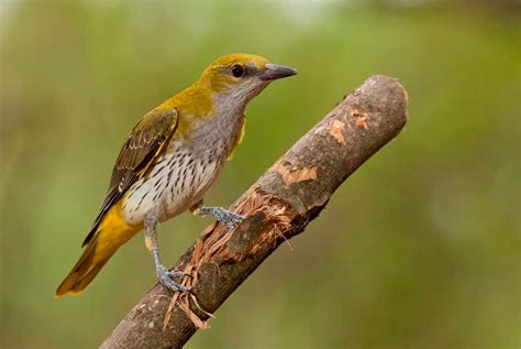 Golden Oriole | Bird Identification Guide | Bird Spot