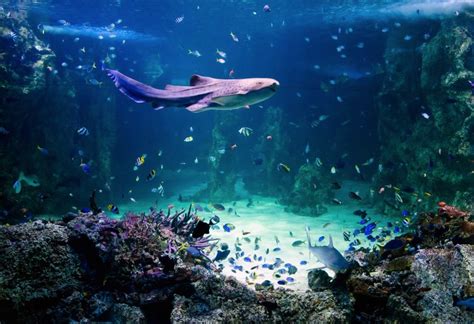 Sydney Aquarium Discount | Small Ideas