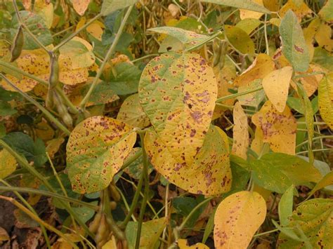 Septoria Brown Spot - Soybean Disease - Soybean Research & Information Network - SRIN