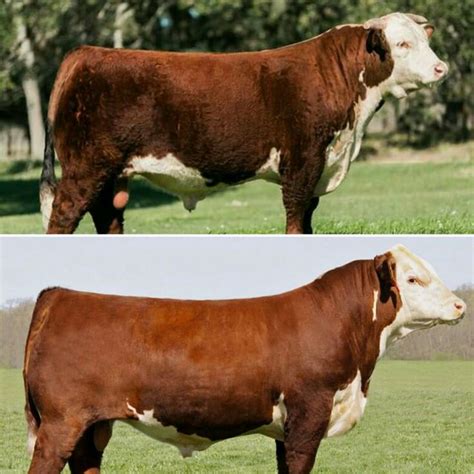 Hereford e Polled Hereford. | Hereford cattle, Hereford cows, Animals