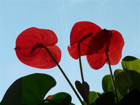 Premium Photo | A red flower with the sun shining through it.