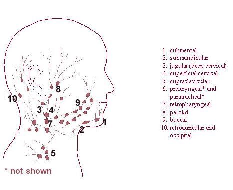 Major Lymph Node Chains of Head | SEER Training