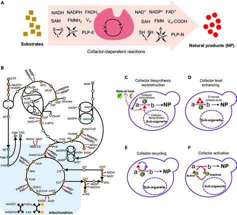 Cofactor Engineering for Enhancing Biosynthetic Efficiency of Natural ...