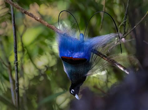 Blue bird of paradise: Males have black trim and cape, white eyes, blue ...