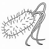 Draw Bacteria Cell Prokaryotic Prokaryotes Biology Drawing Easy  sketch template