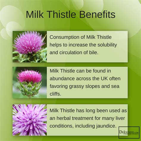 Milk Thistle: 6 Amazing Health Benefits - DrJockers.com | Milk thistle benefits, Liver detox ...