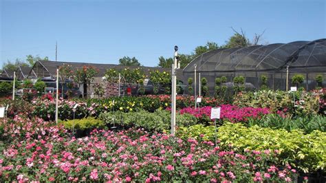 Landscape Nursery in Apopka, FL | Royal Landscape Nursery