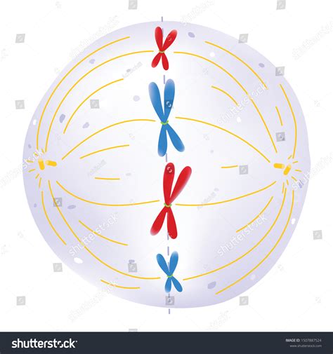 995 Metaphase Images, Stock Photos & Vectors | Shutterstock