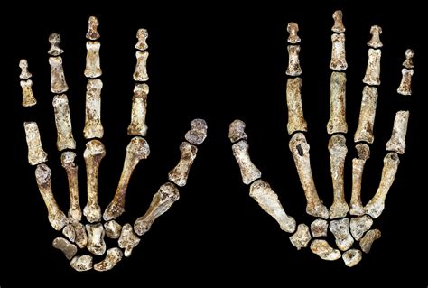 Rare Exhibit Brings 2 Million-Year-Old Human Ancestor Fossils To Perot ...