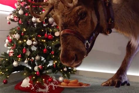 You can now film Santa’s reindeer visiting your home! - Netmums