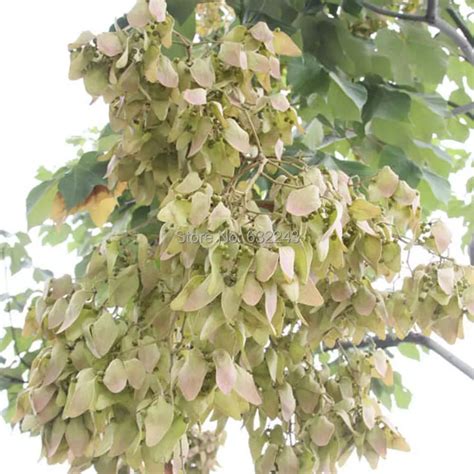 Home Garden 3 Seeds Chinese Parasol Tree Firmiana Simplex Sterculia Platanifolia Seeds Free ...