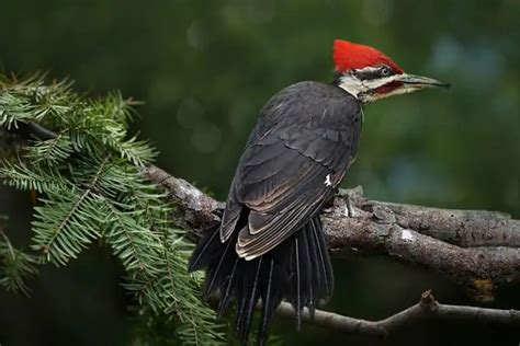 7 Types of Woodpeckers in Tennessee (Pictures) - Bird Feeder Hub