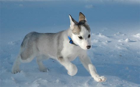 Siberian Husky Puppy - Puppies Wallpaper (15897208) - Fanpop