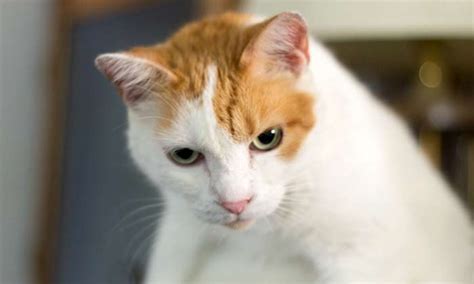 Guide to Japanese Bobtail Cat Personality and Characteristics ...